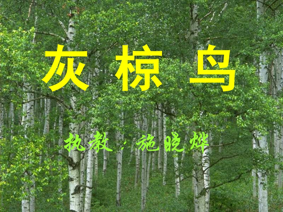 灰椋鸟（课件）_第1页