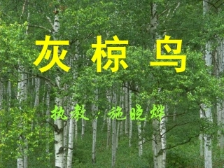 灰椋鸟（课件）