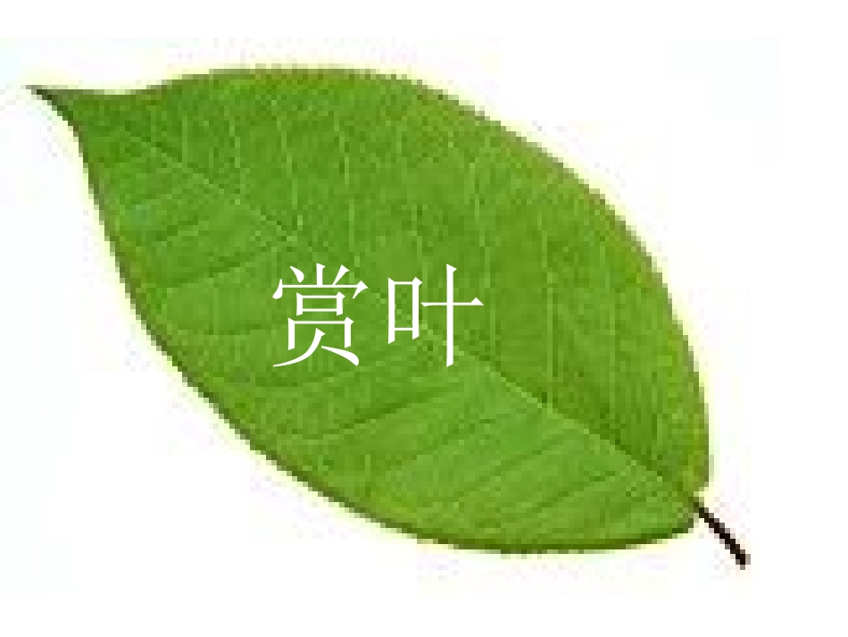 专题叶PPT_第2页