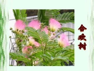 《合欢树》课件(熊伟)