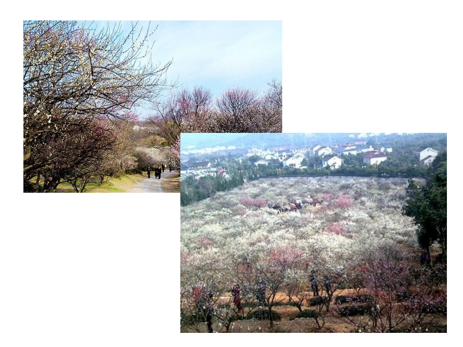 _春到梅花山_第1页