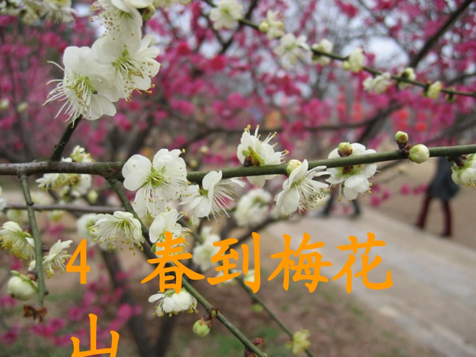 _春到梅花山_第2页