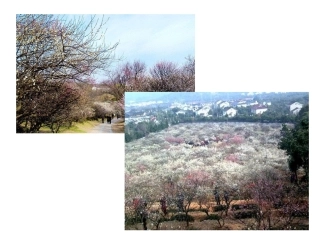 _春到梅花山
