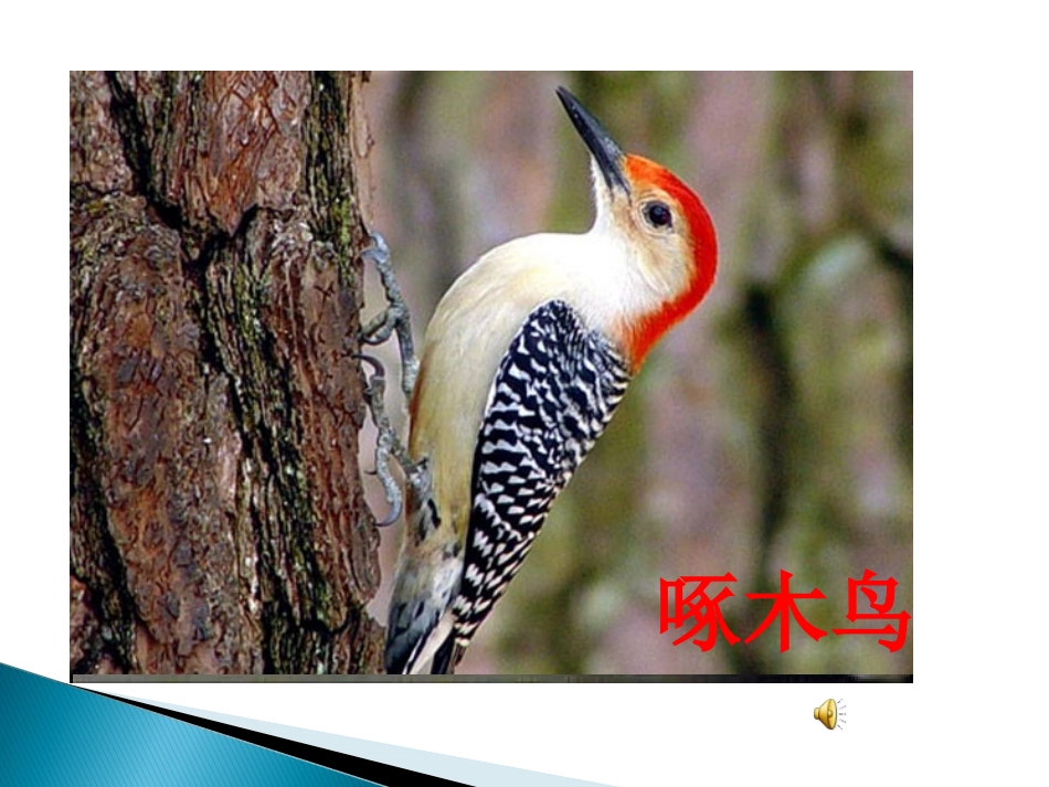 五年级语文下册第七组4灰椋鸟第一课时课件_第2页