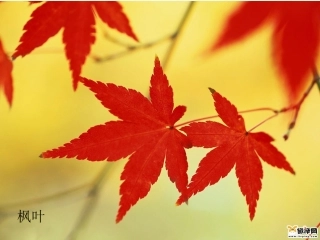 习作：秋天的树叶四