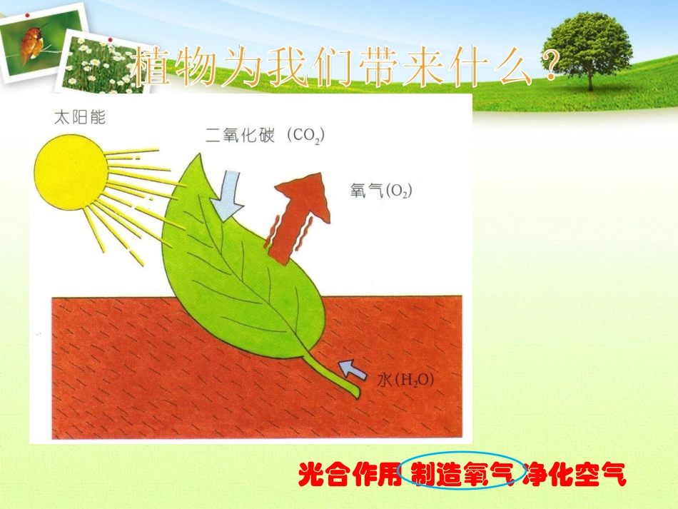 首师大小学科学三上《4.保护植物》PPT课件_第2页