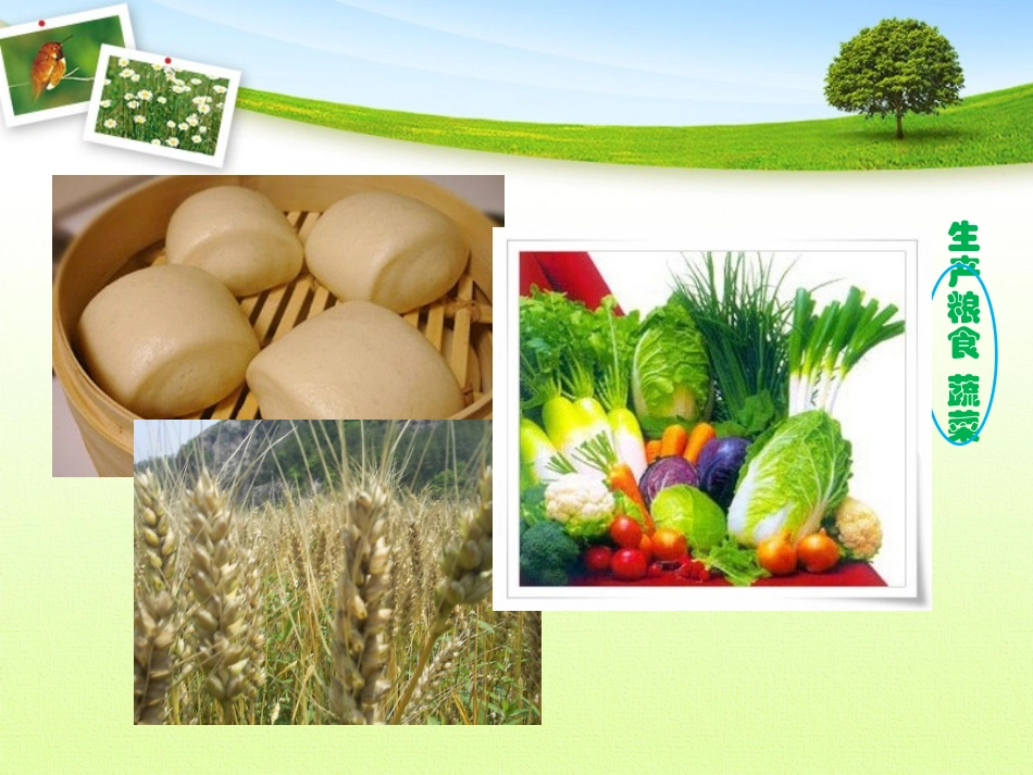 首师大小学科学三上《4.保护植物》PPT课件_第3页