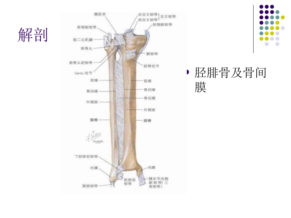 小腿筋膜间室综合征_第2页