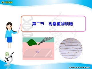 观察植物细胞ppt
