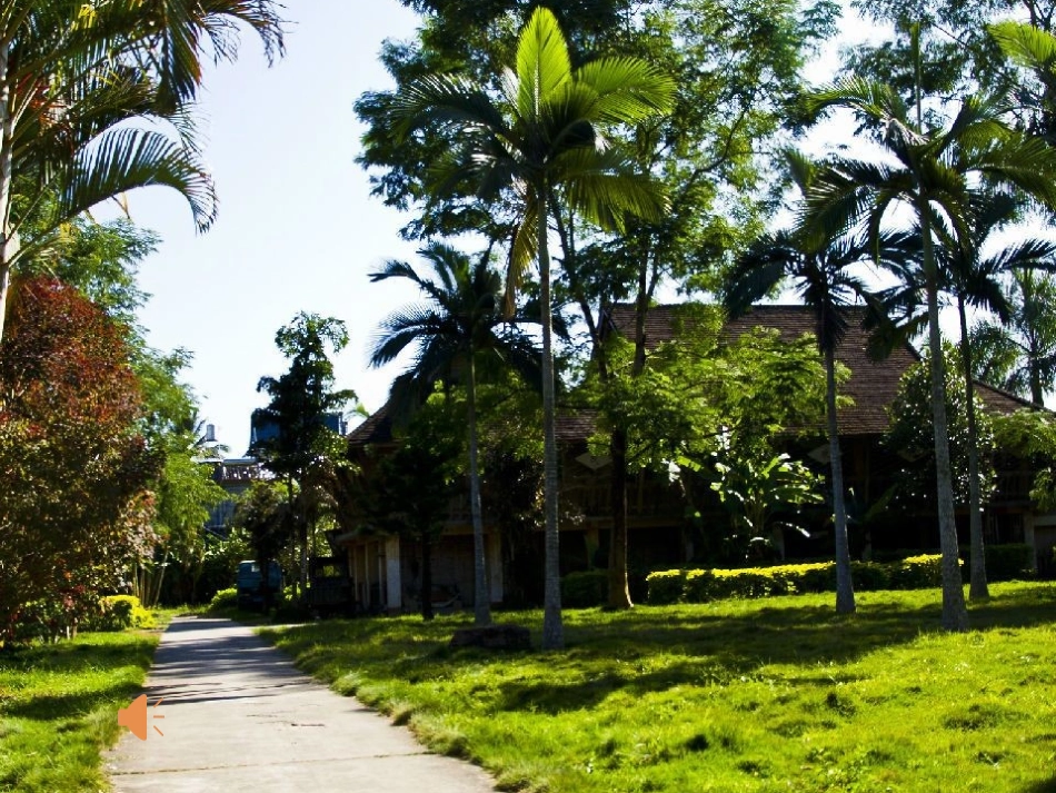 金孔雀轻轻跳课件(参赛)_第1页