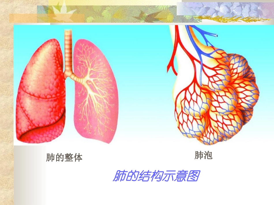 人体呼吸系统_第3页