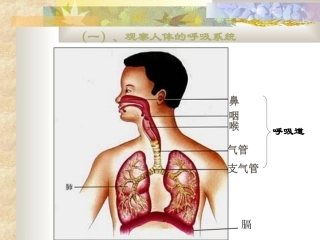 人体呼吸系统