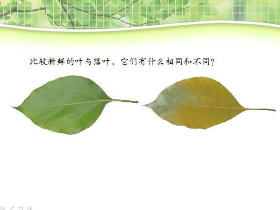 教科版科学三上《植物发生了什么变化》PPT课件11_第3页