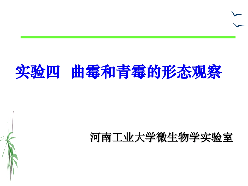 实验四    曲霉和青霉的形态观察_第1页