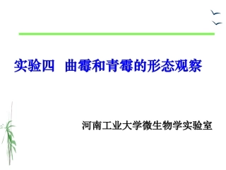 实验四    曲霉和青霉的形态观察