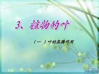 青岛版四年级科学上册植物的叶(一)课件