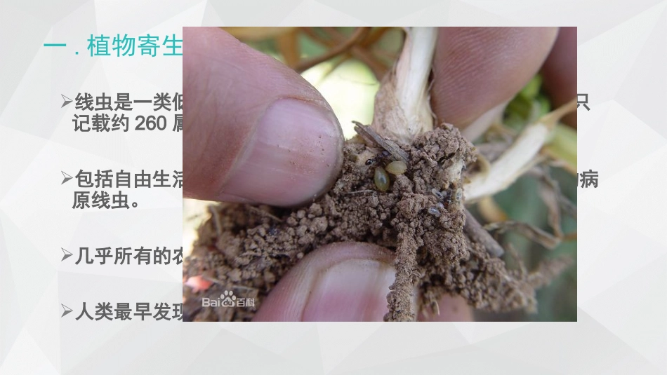线虫与植物病害的关系_第3页