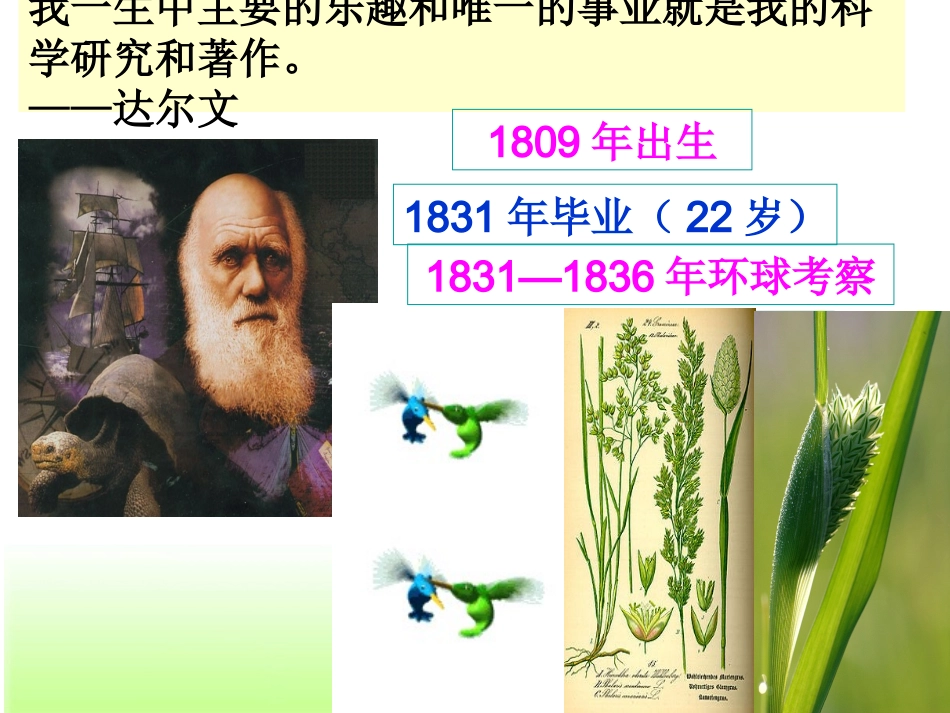 翻转课堂：植物生长素的发现(公开课原创)_第3页