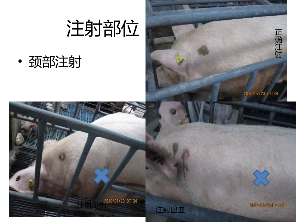 猪注射部位图片_第3页