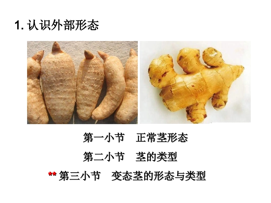 药用植物学课件——茎_第2页