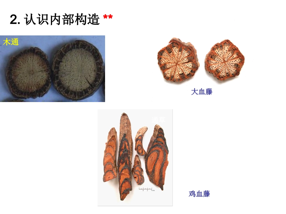 药用植物学课件——茎_第3页