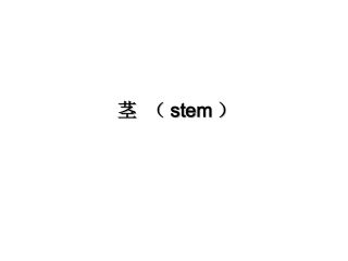 药用植物学课件——茎