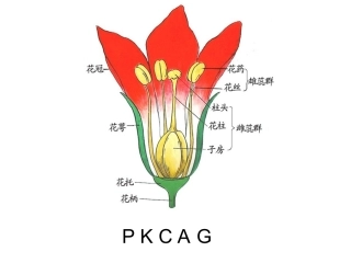 药用植物学课件——花 (2)