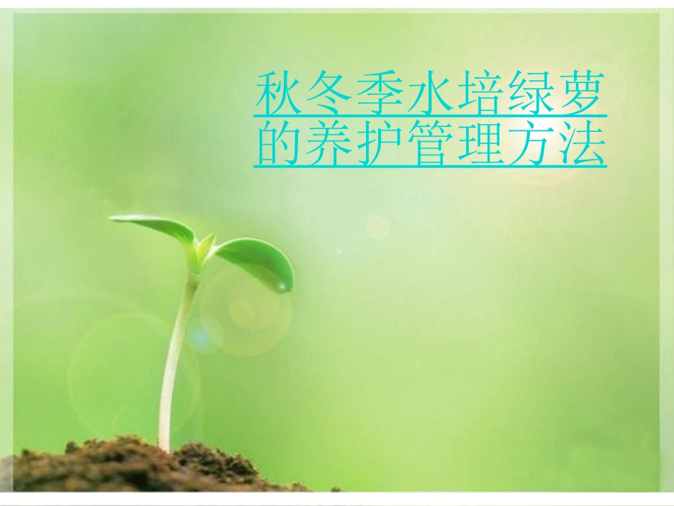 水培绿萝  2_第1页