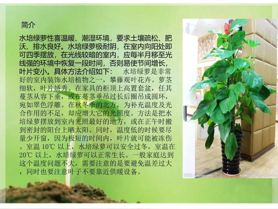 水培绿萝  2_第2页