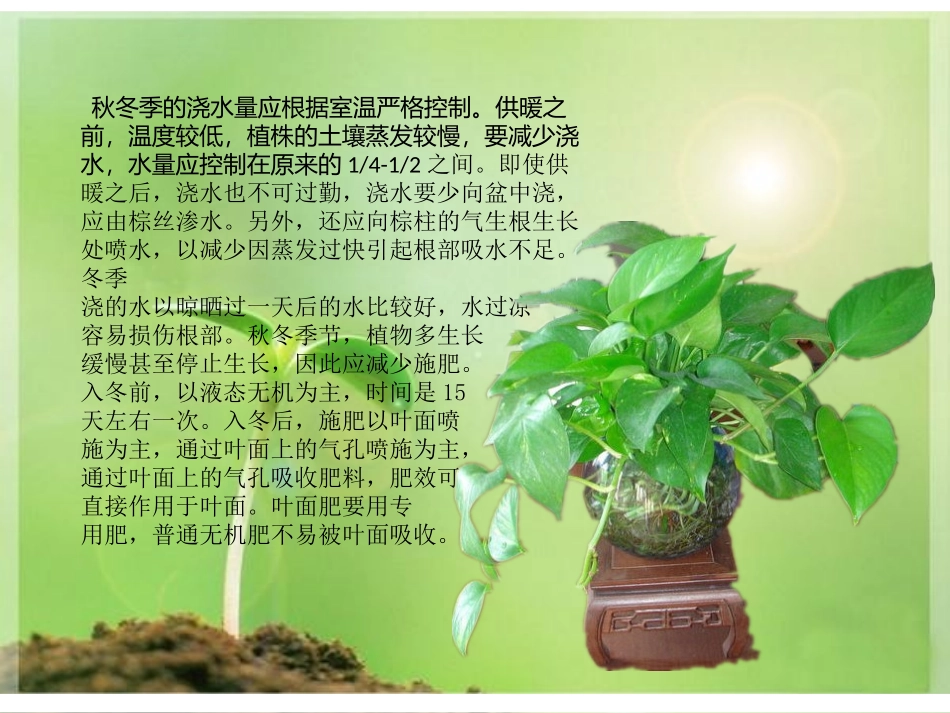 水培绿萝  2_第3页