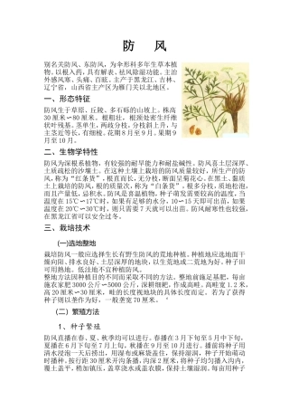 防风的栽培技术