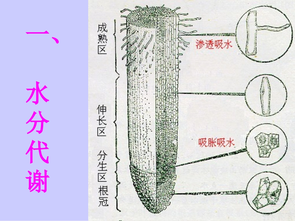 绿色植物的新陈代谢_第3页