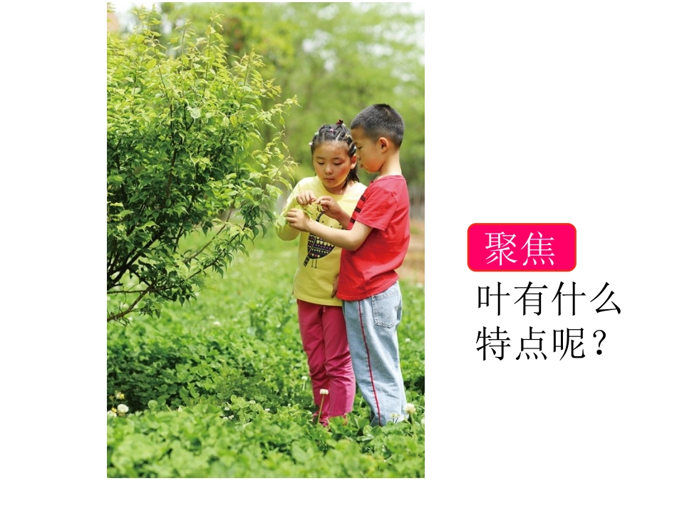 教科版科学一年级上1.3观察叶_第2页