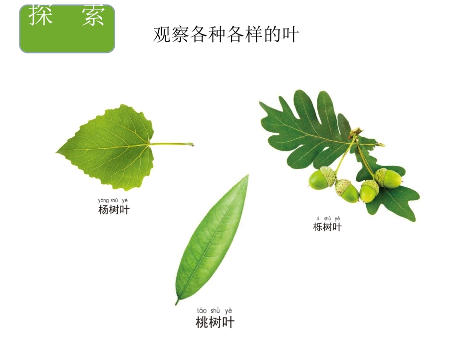 教科版科学一年级上1.3观察叶_第3页