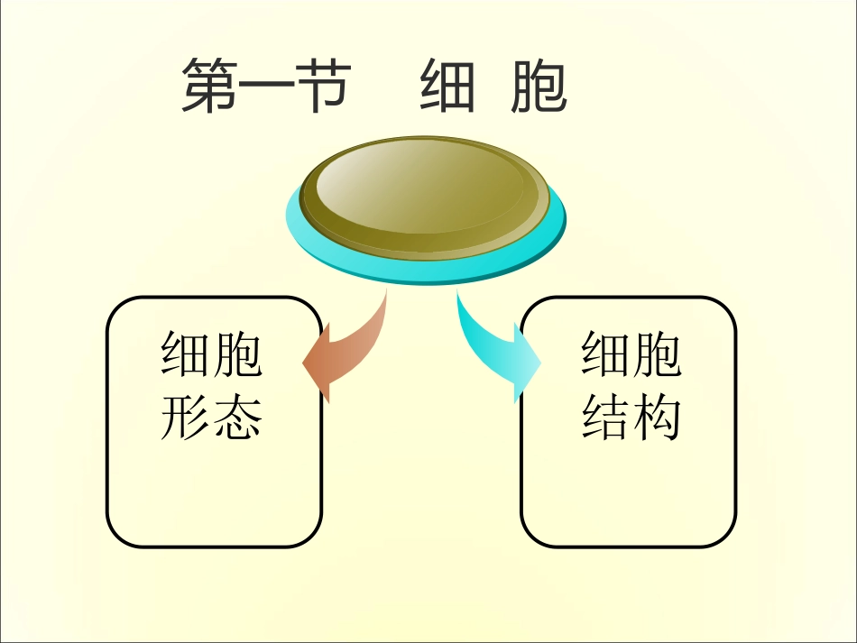 解剖学  细胞_第2页