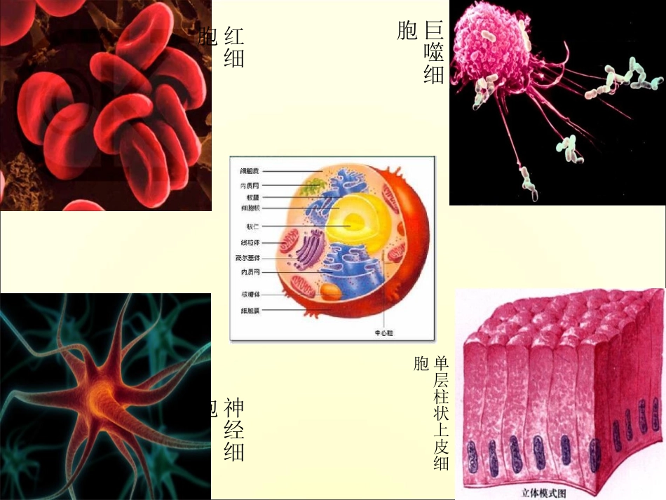 解剖学  细胞_第3页
