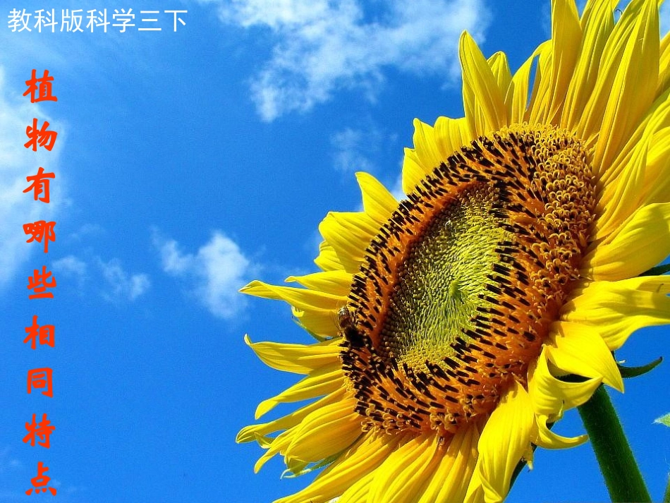 植物有哪些相同特点_第1页