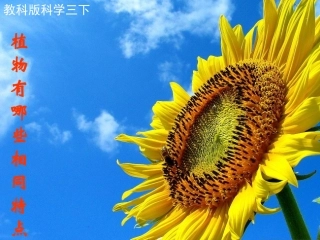 植物有哪些相同特点