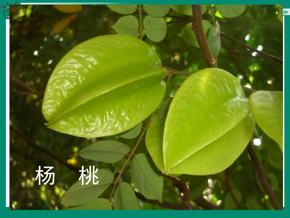 画杨桃正稿三语邹漪爽_第2页