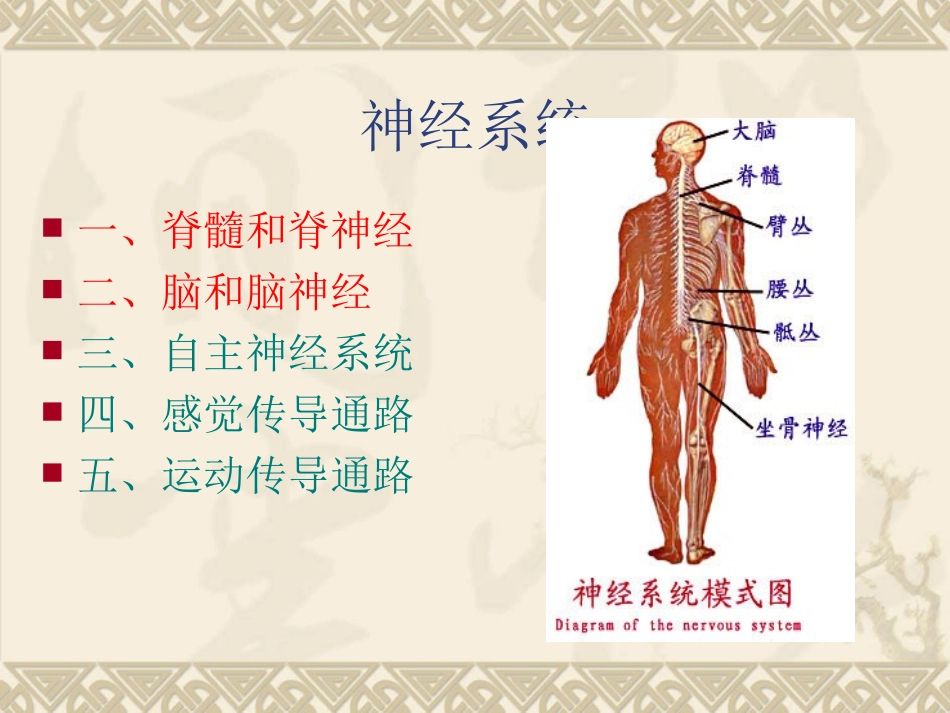 神经系统概论_第3页