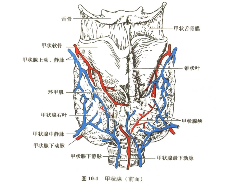 甲状腺的解剖和组织学结构_第2页