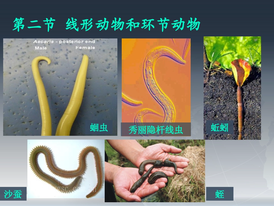 线形动物和环节动物_第1页