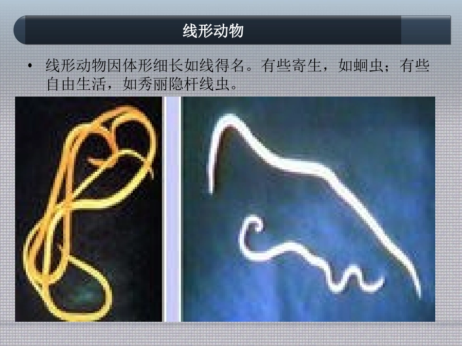 线形动物和环节动物_第2页