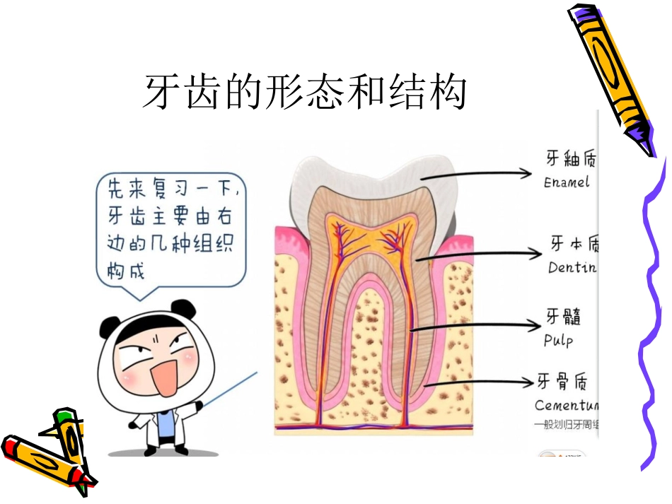 学会正确的刷牙  _PPT_第2页