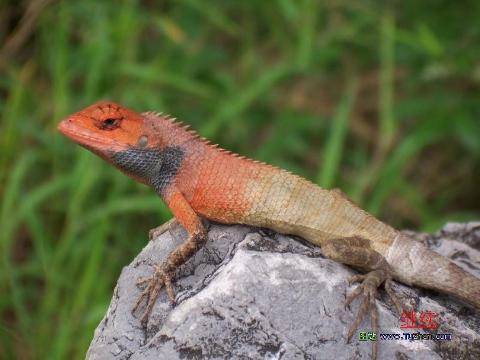 变色龙 (5)_第3页