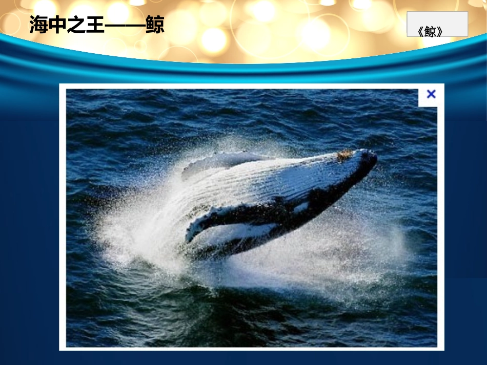 章新凤鲸PPT_第2页