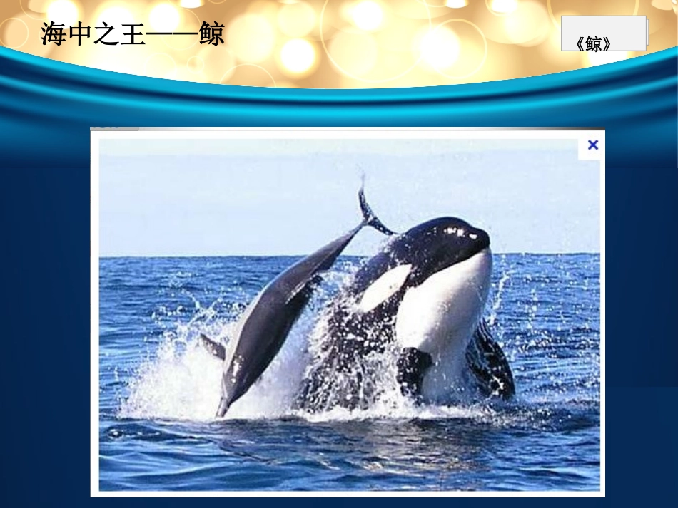 章新凤鲸PPT_第3页