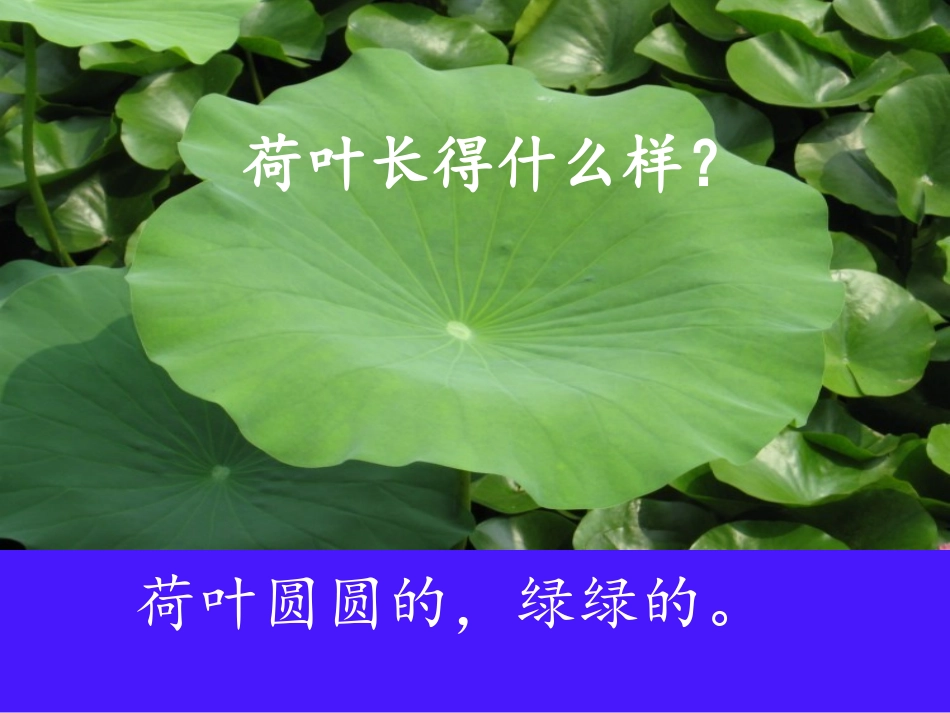（人教版）一年级语文课件荷叶圆陆可爱_第3页
