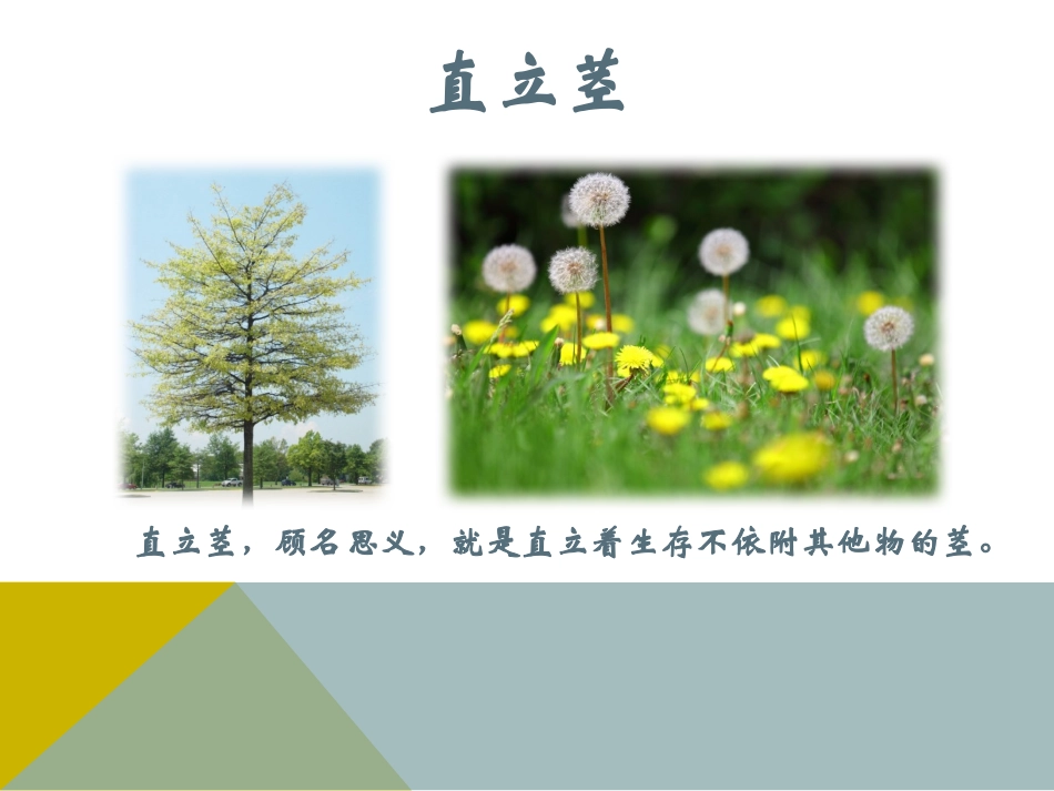 植物不同类型的茎_第3页