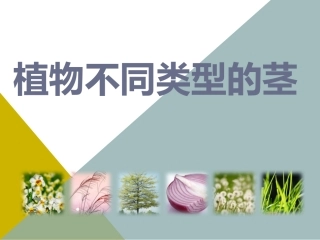 植物不同类型的茎